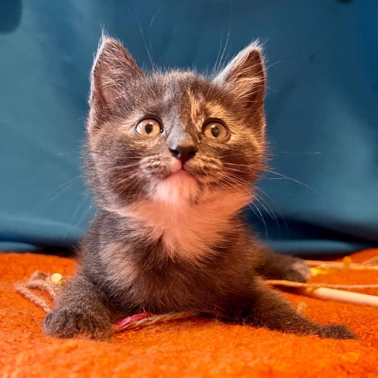 Срочно ищем дом для девочки - Животные в Химки