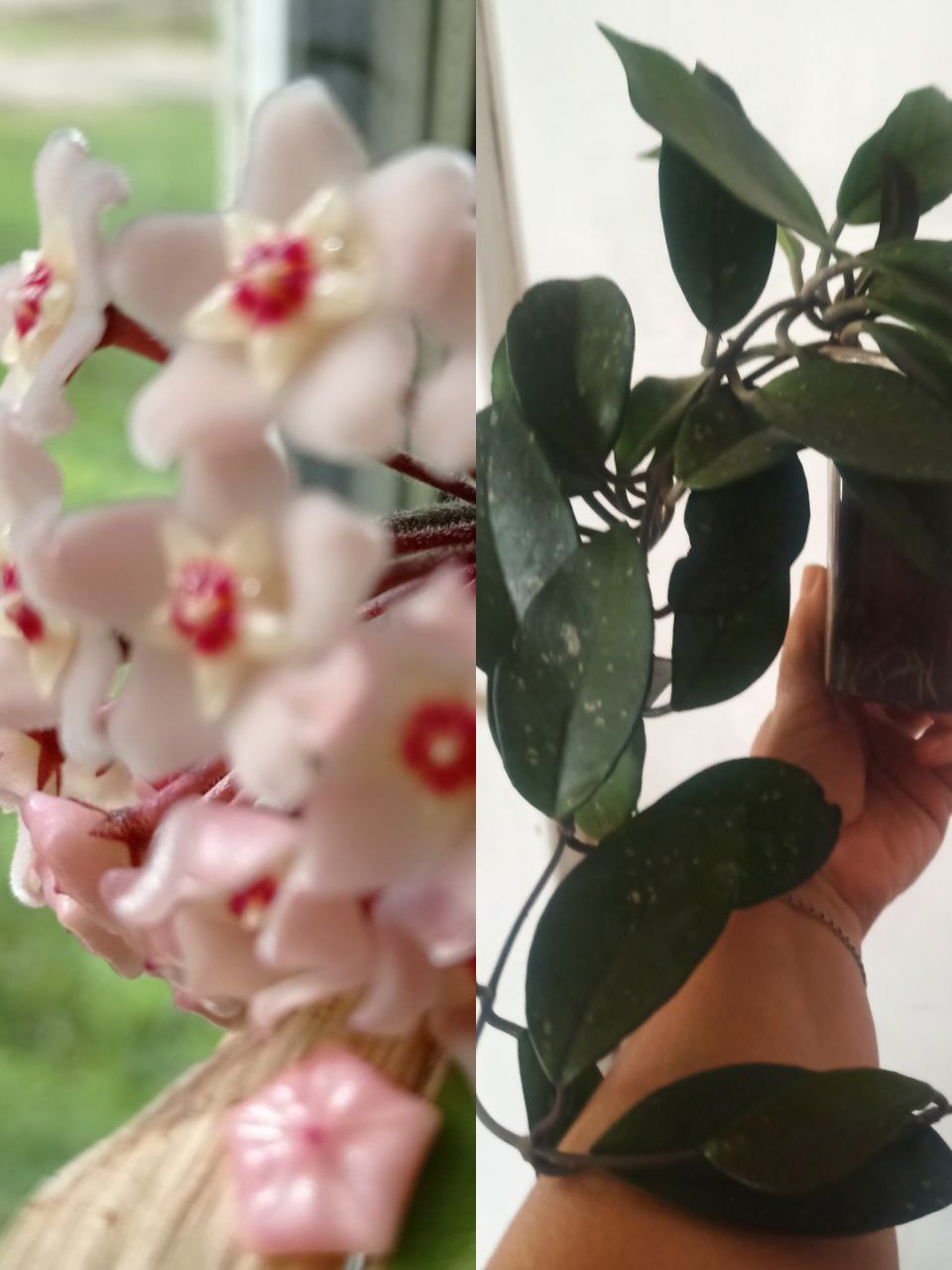 Хойя Карноза - Хобби и отдых в Ижевск