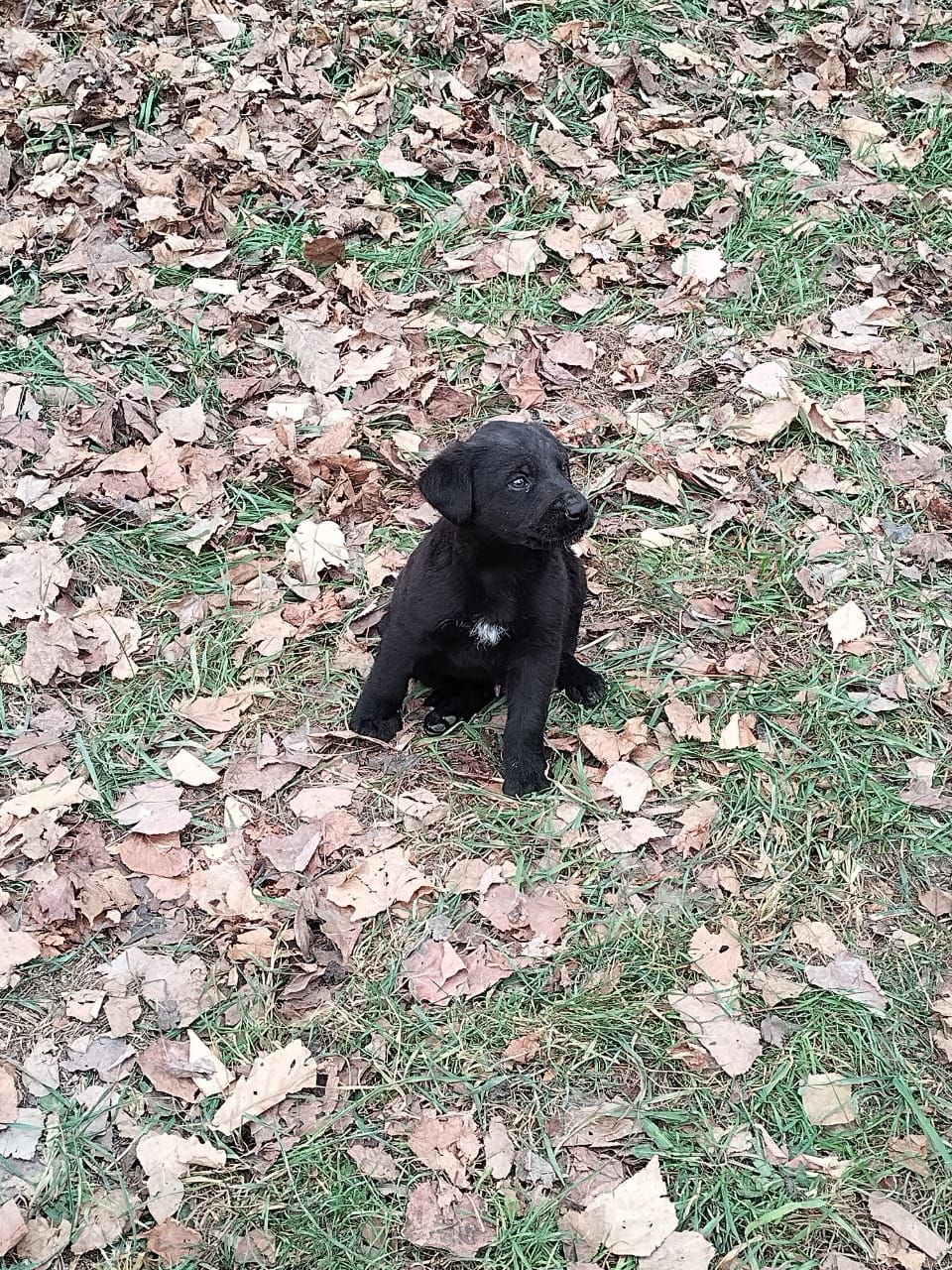 Щенок ищет дом - Животные в Владивосток - фото 2