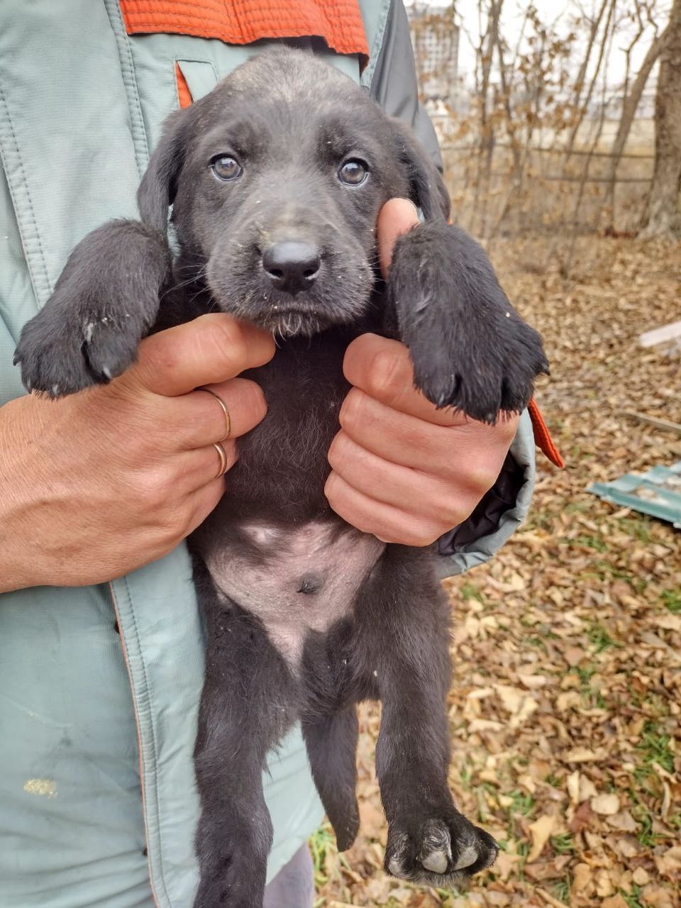 Щенок ищет дом - Животные в Владивосток - фото 3