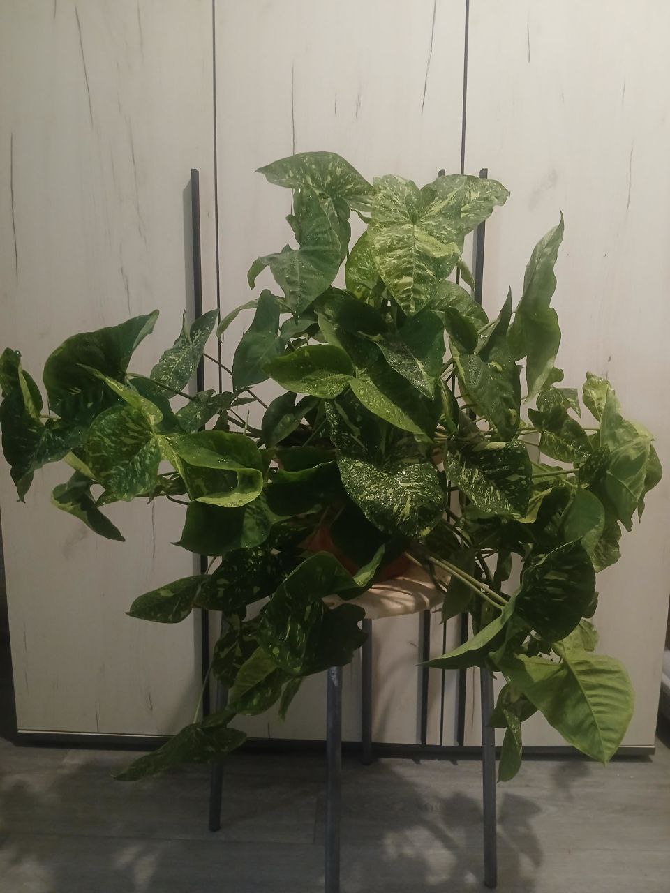 Продам комнатный цветок - Хобби и отдых в Владивосток