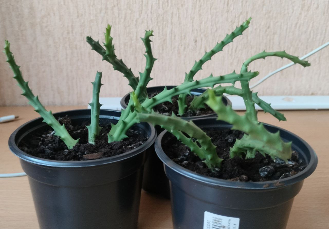 Суккулент - стапелия пёстрая - Хобби и отдых в Владивосток - фото 2