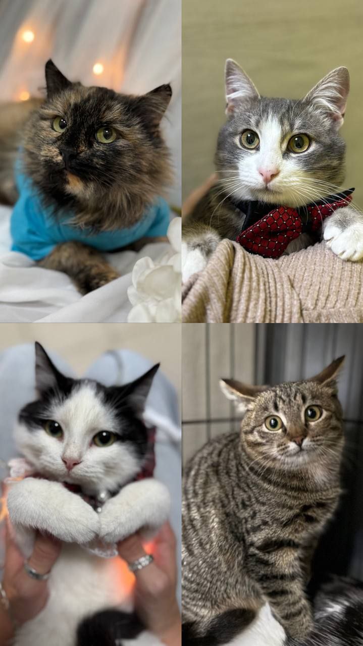 Котята ищут дом - частное объявление в Мытищи, Королёв