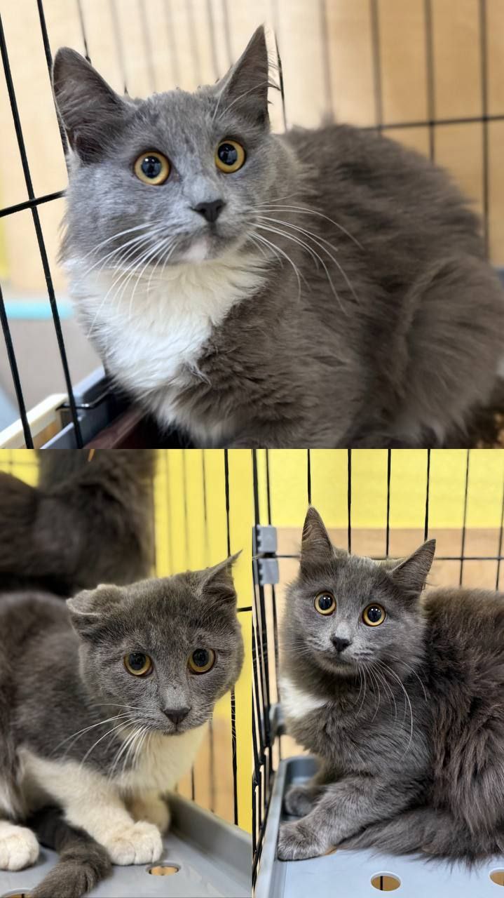 Котята ищут дом - Животные в Мытищи, Королёв - фото 3