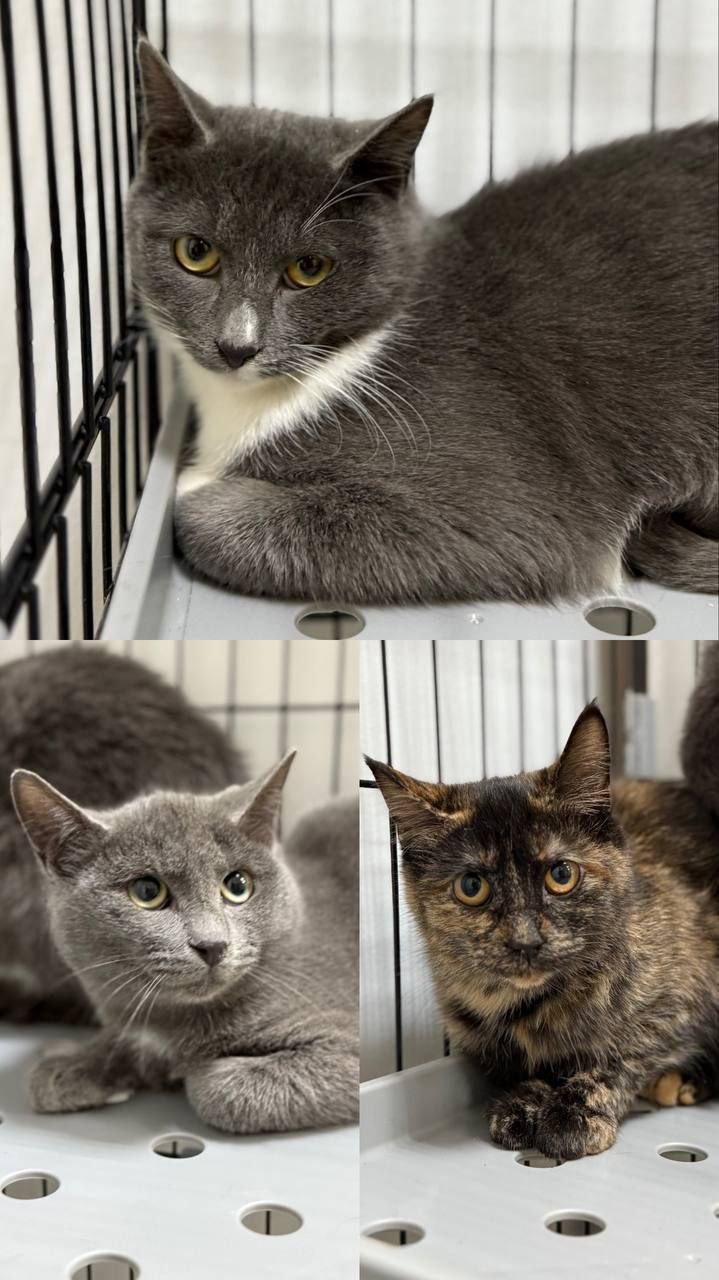 Котята ищут дом - Животные в Мытищи, Королёв - фото 4