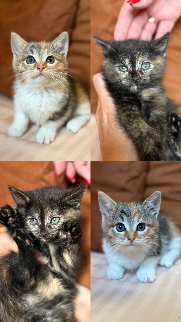 Котята ищут дом - Животные в Мытищи, Королёв - фото 5