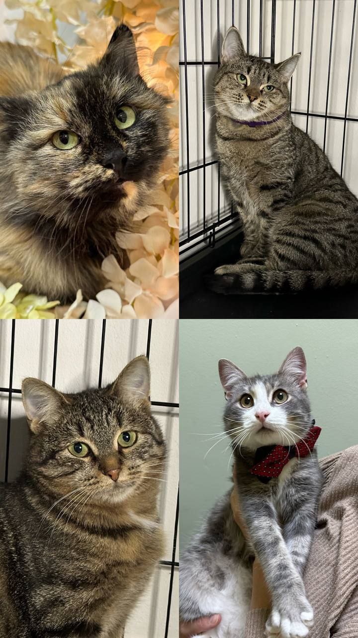 Котята ищут дом - Животные в Мытищи, Королёв - фото 6