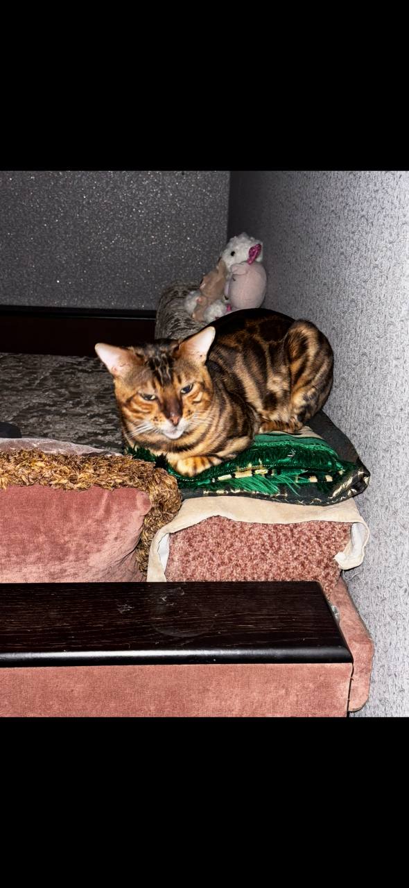 Пропал Бенгальский кот - частное объявление в Махачкала