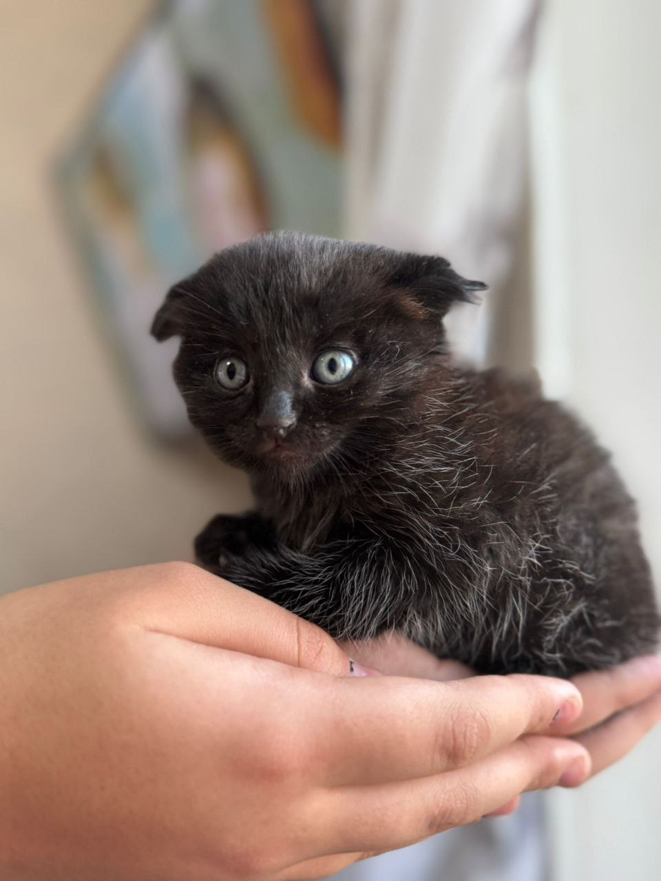 Котята в добрые руки - частное объявление в Хабаровск