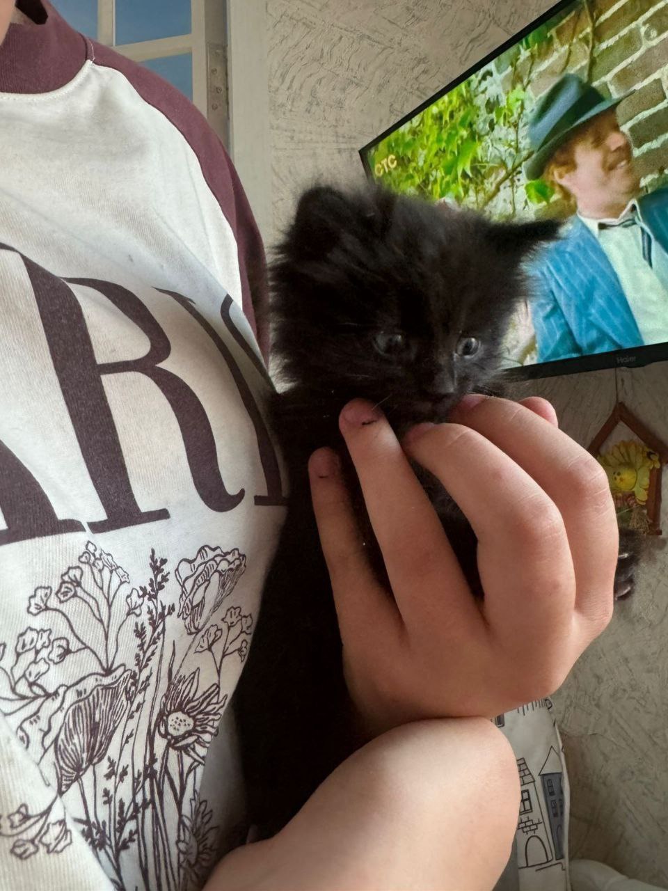 Котята в добрые руки - Животные в Хабаровск - фото 2