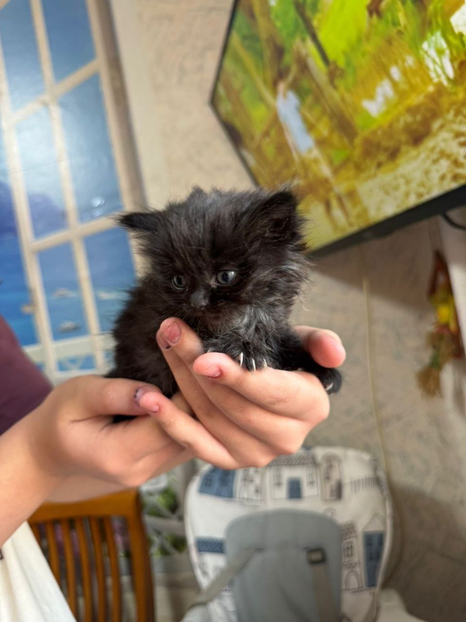 Котята в добрые руки - Животные в Хабаровск - фото 3