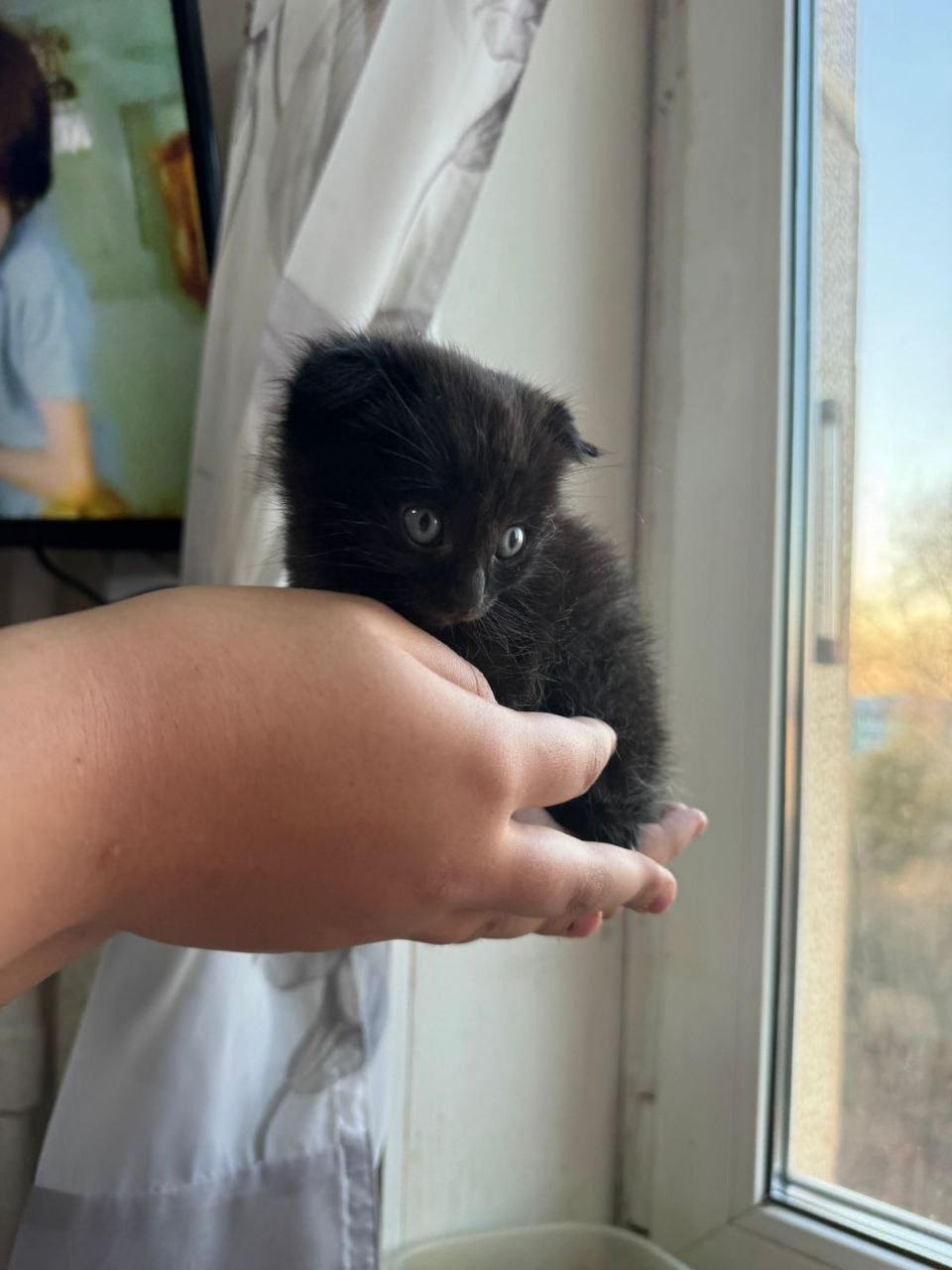 Котята в добрые руки - Животные в Хабаровск - фото 4