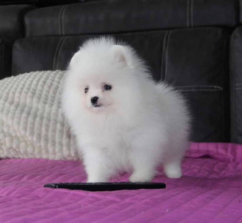 Продаются щенки шпица - Животные в Шахты