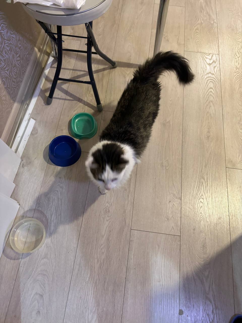 Котик кастрированный для ответственных рук - Животные в Самара