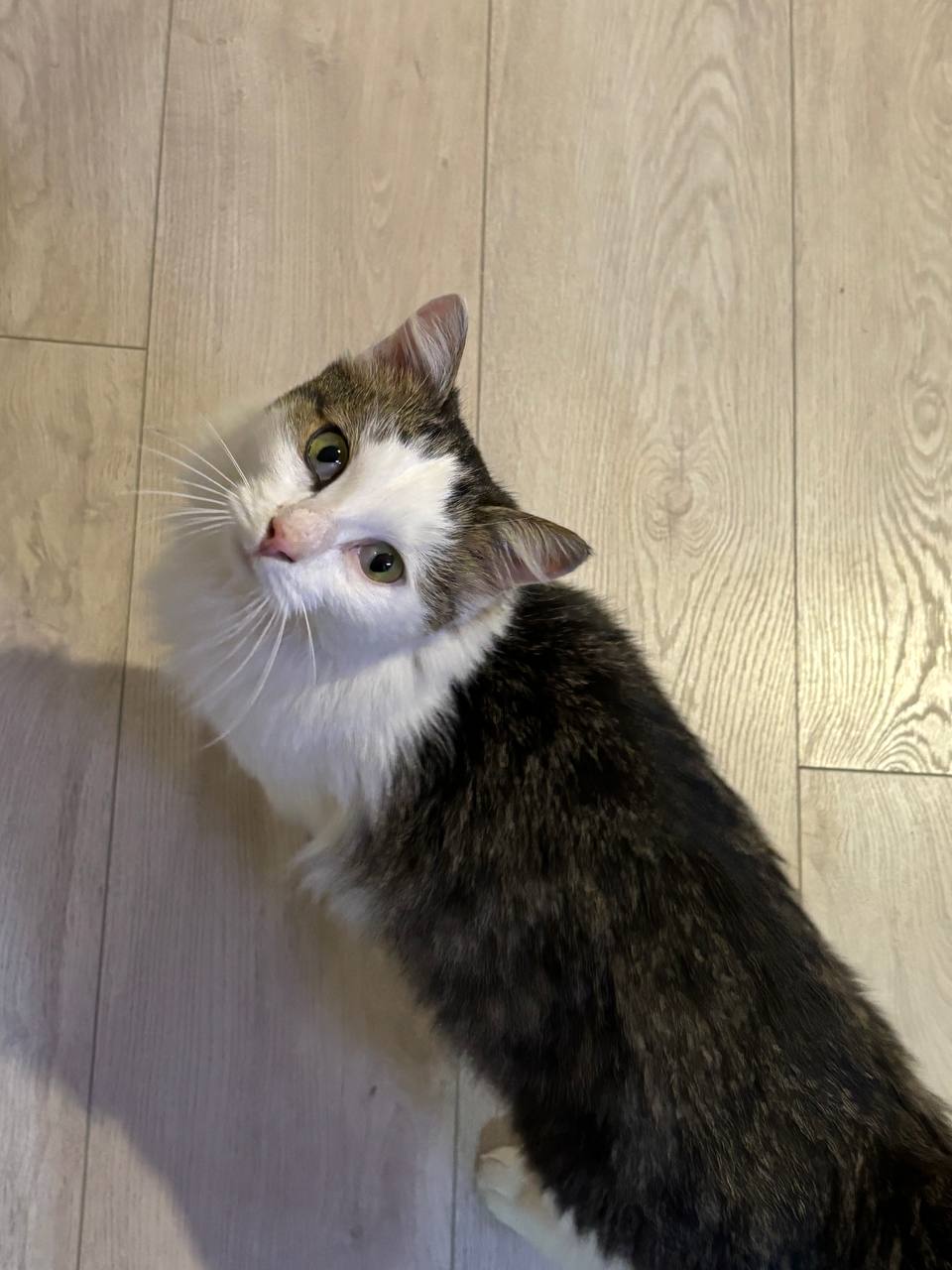 Котик кастрированный для ответственных рук - Животные в Самара - фото 2