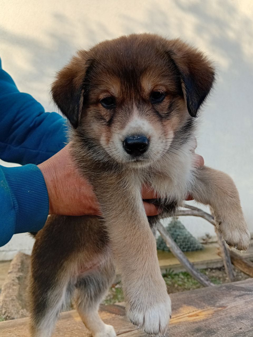 Щенки Швейцарского Зенненхунда - частное объявление в Краснодар