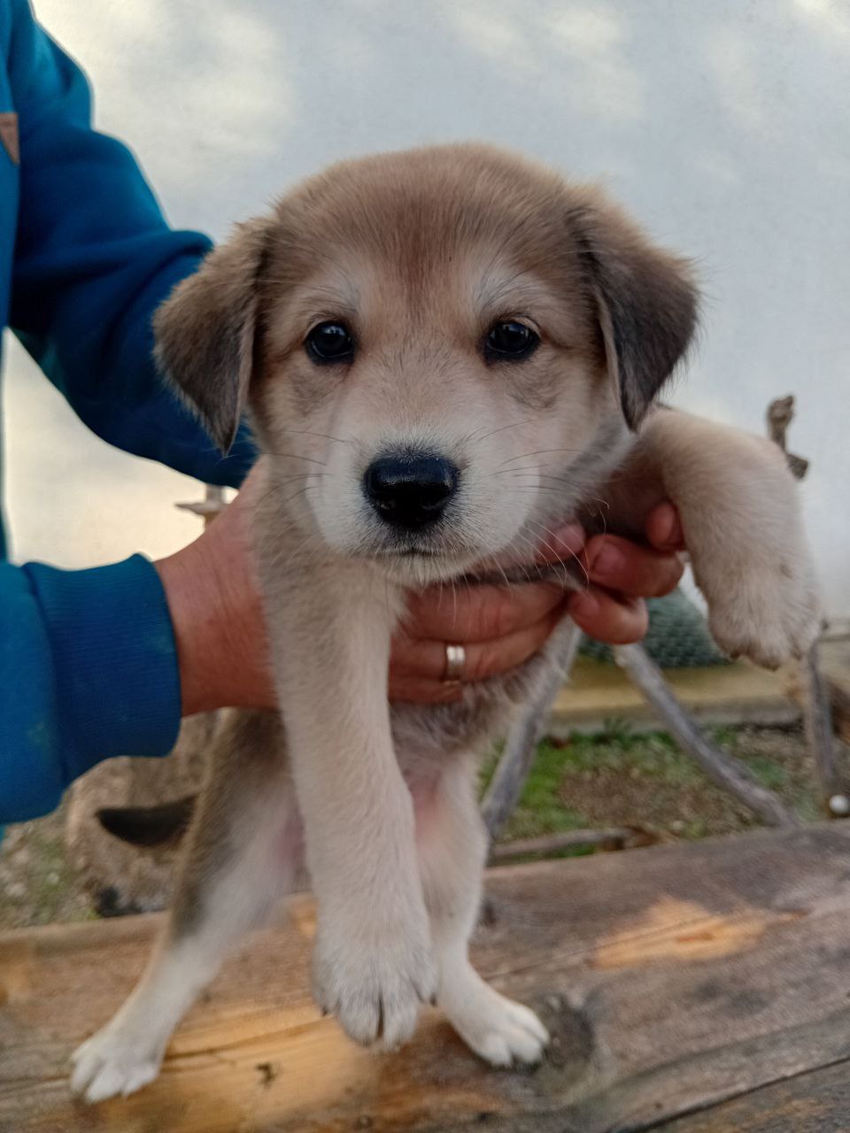 Щенки Швейцарского Зенненхунда - Животные в Краснодар - фото 3