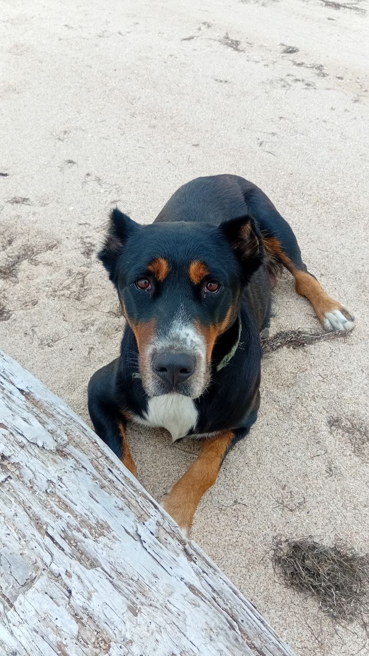 Щенки Швейцарского Зенненхунда - Животные в Краснодар - фото 4