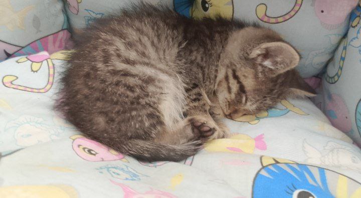 Отдам в добрые руки очаровательную кошечку - частное объявление в Новороссийск