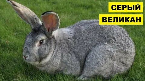 Продаются кролики разных пород - частное объявление в Белгород