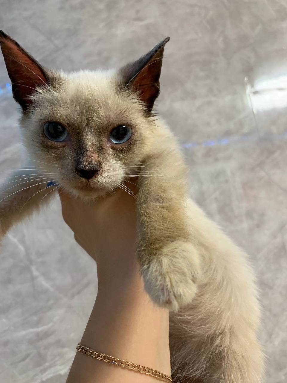 Мальчик невская маскарадная ищет хозяев - частное объявление в Ижевск