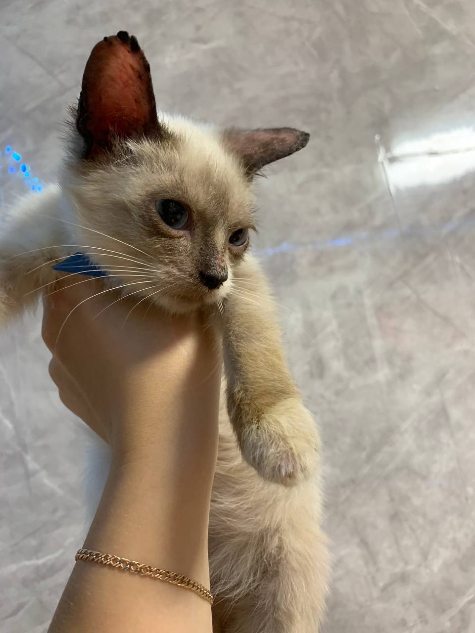 Мальчик невская маскарадная ищет хозяев - Животные в Ижевск - фото 3