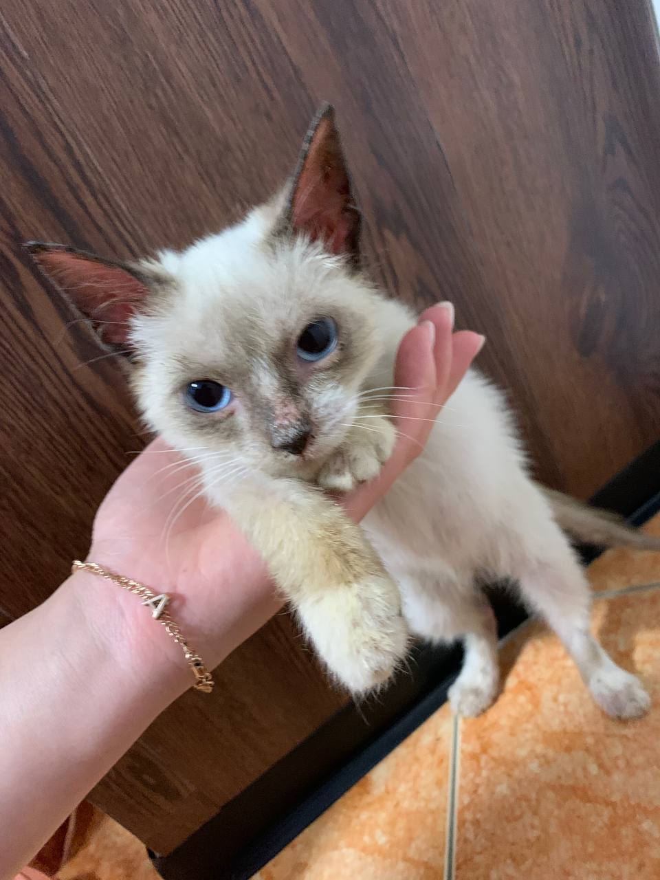 Мальчик невская маскарадная ищет хозяев - Животные в Ижевск - фото 4