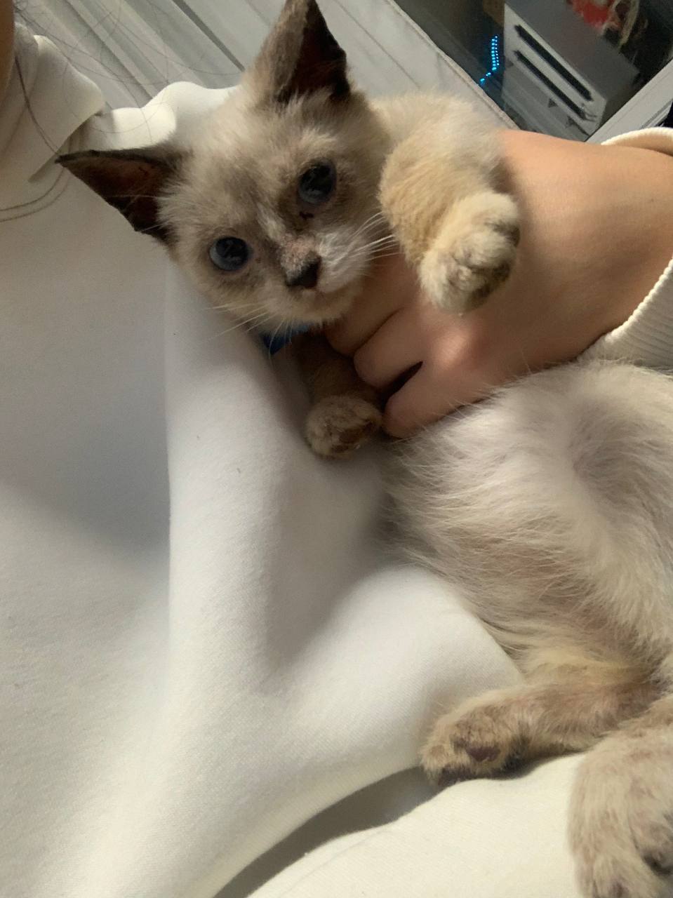 Мальчик невская маскарадная ищет хозяев - Животные в Ижевск - фото 5