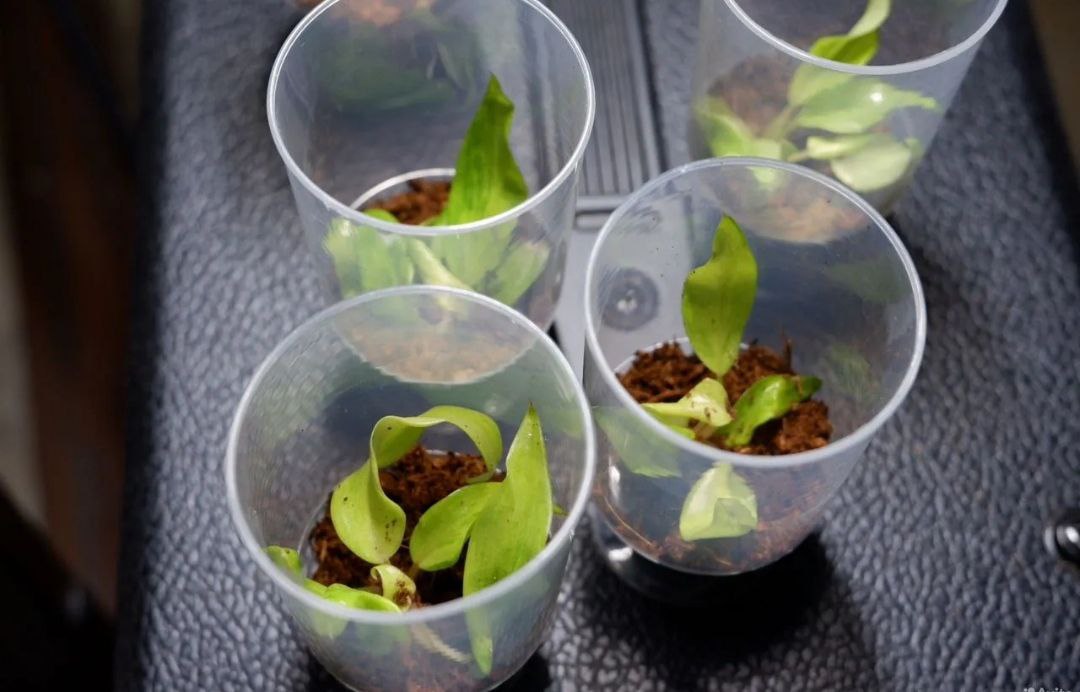 Детки коллекционного филодендрона Orange Marmalade - Хобби и отдых в Ярославль