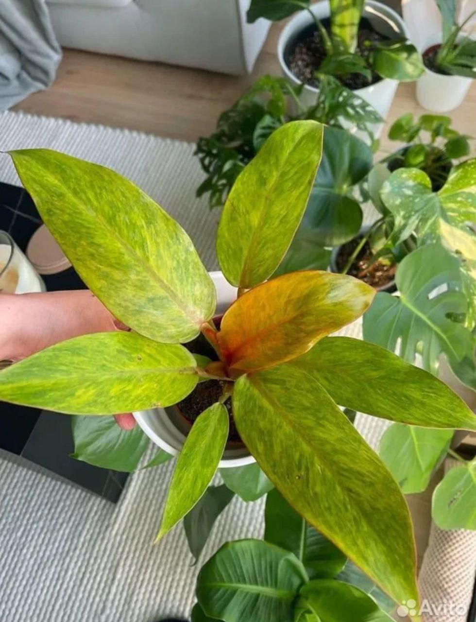 Детки коллекционного филодендрона Orange Marmalade - Хобби и отдых в Ярославль - фото 3