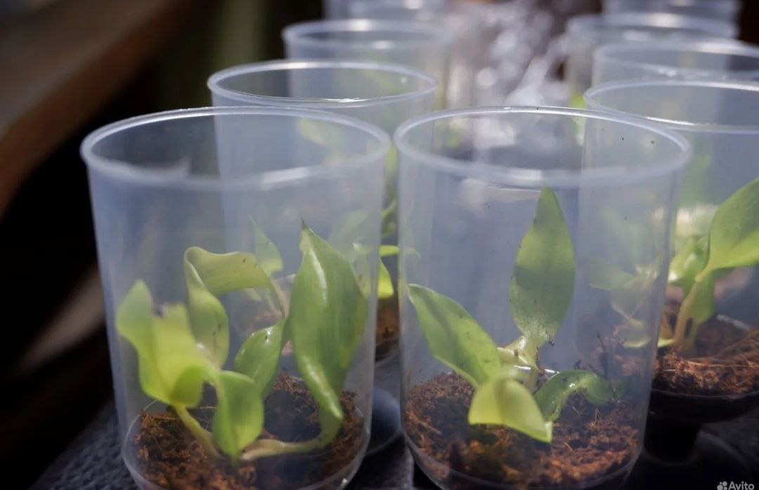 Детки коллекционного филодендрона Orange Marmalade - Хобби и отдых в Ярославль - фото 4