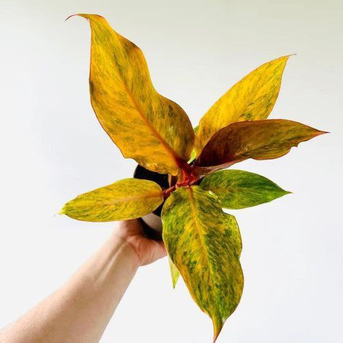 Детки коллекционного филодендрона Orange Marmalade - Хобби и отдых в Ярославль - фото 5