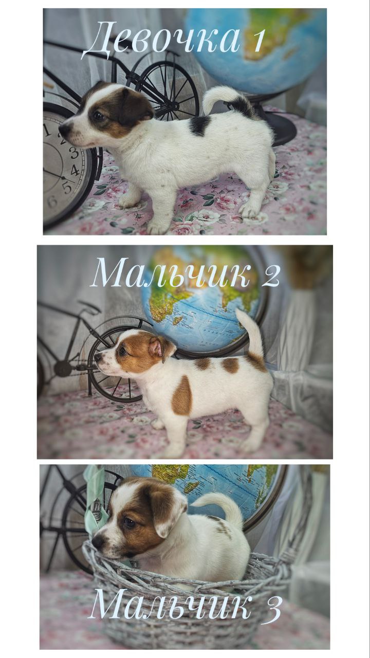 Продаются щенки Джек-рассел-терьера - частное объявление в Набережные Челны