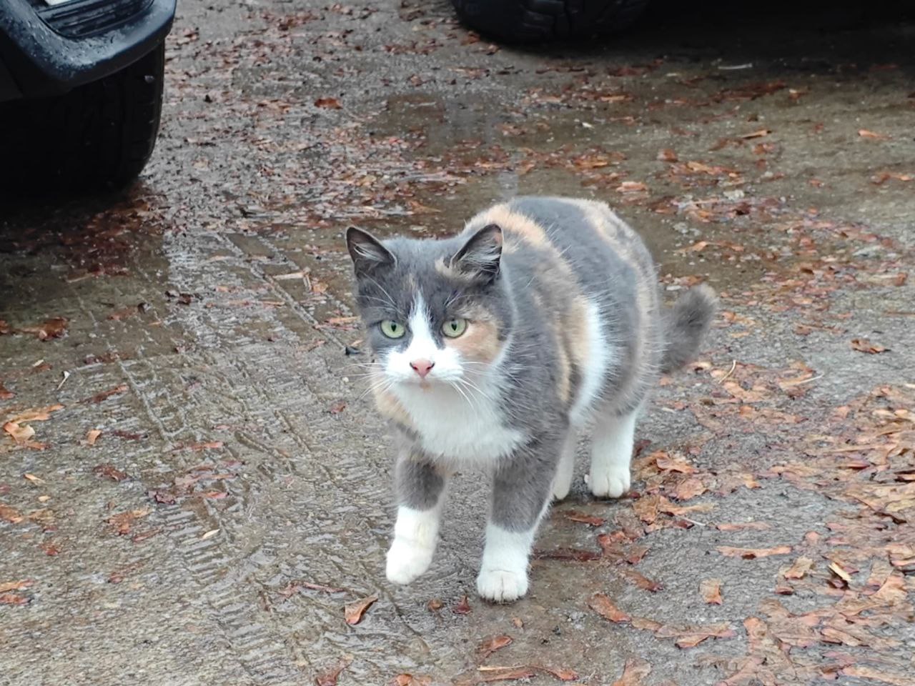 Отдам котёнка девочку в добрые руки - Животные в Набережные Челны