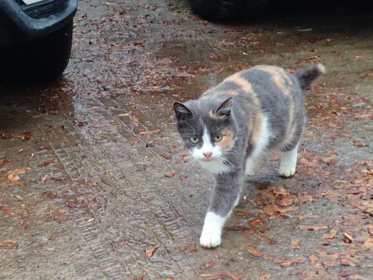 Отдам котёнка девочку в добрые руки - Животные в Набережные Челны - фото 2