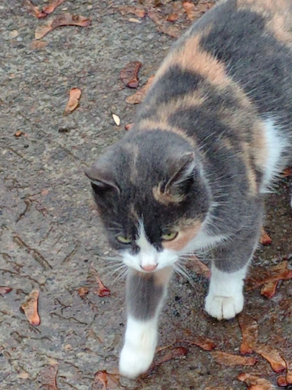 Отдам котёнка девочку в добрые руки - Животные в Набережные Челны - фото 3