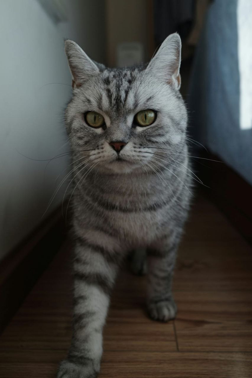 Прекрасная породистая кошечка ищет дом - частное объявление в Владивосток