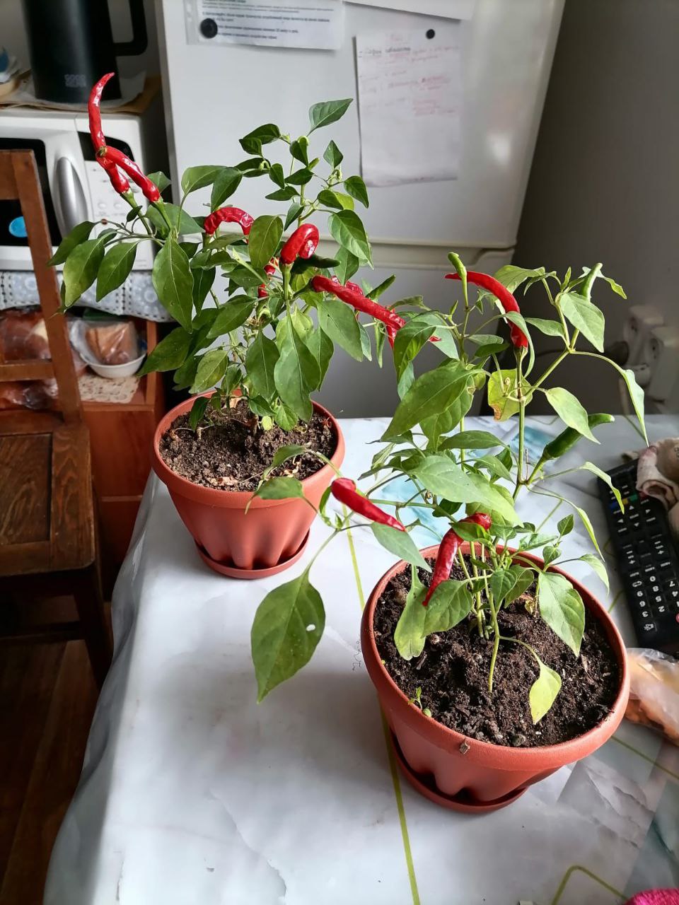 Продам домашний горький перчик - Для дома и дачи в Владивосток