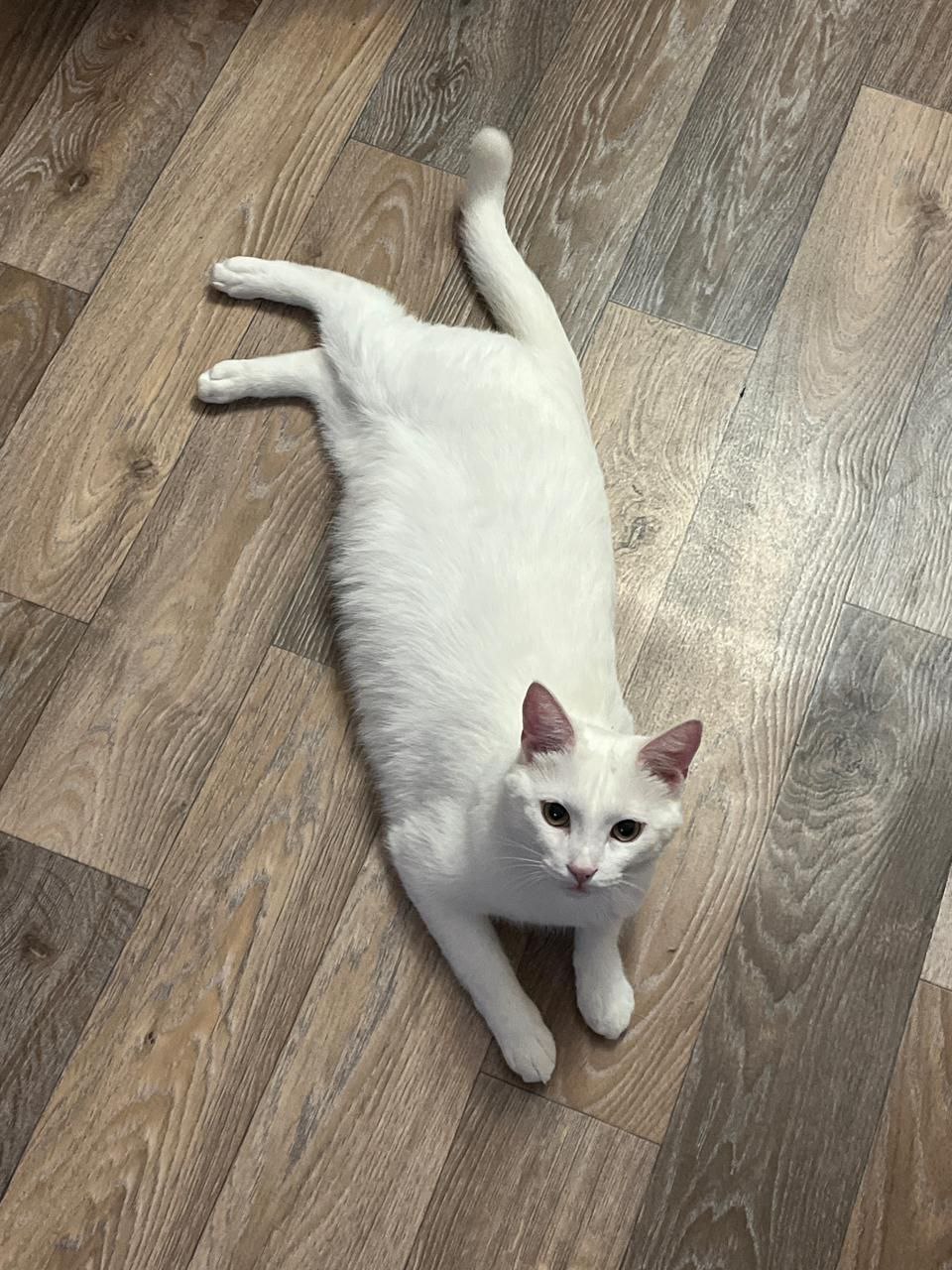 Ищет дом шикарный белый кот - Животные в Владивосток