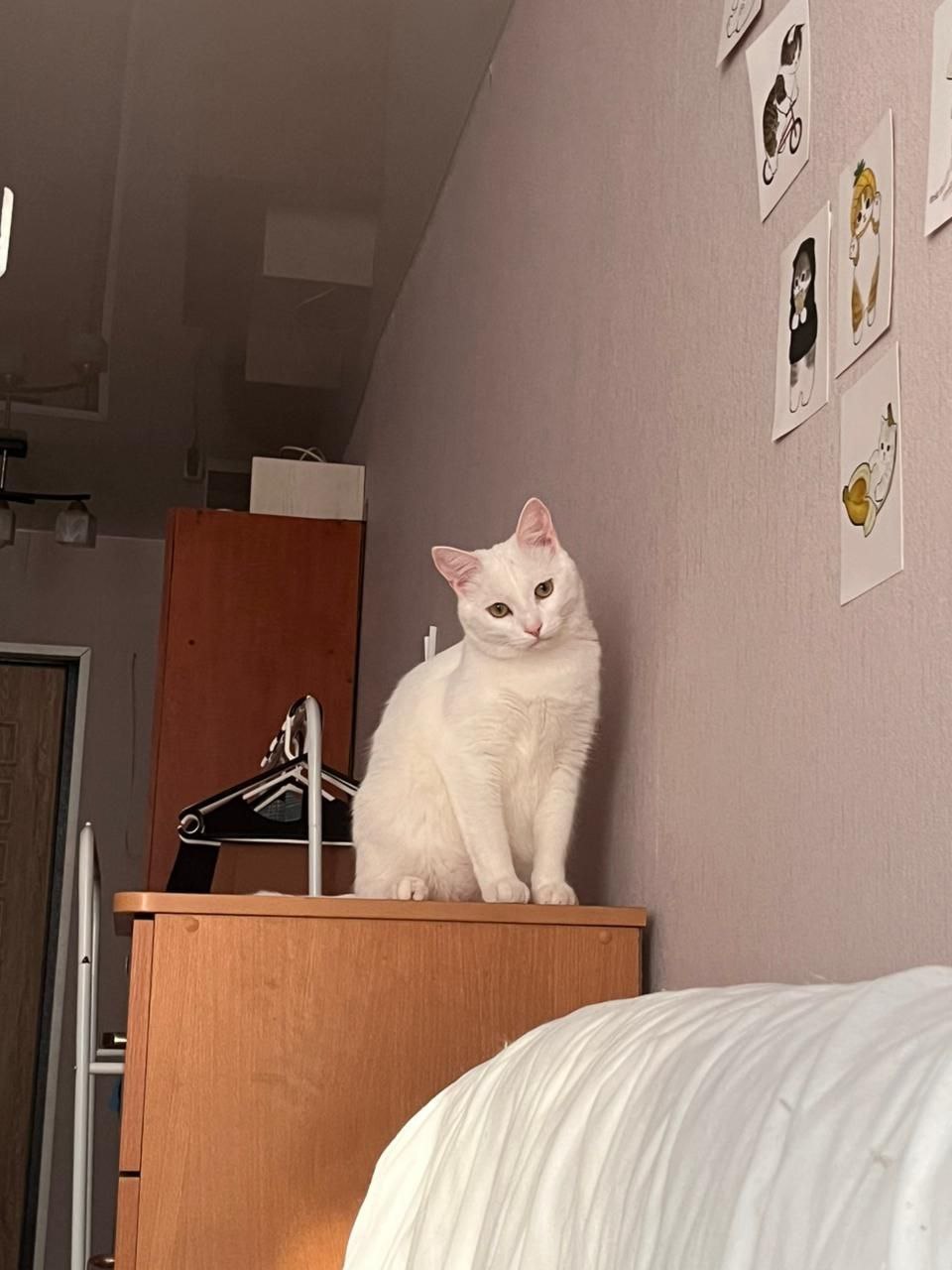 Ищет дом шикарный белый кот - Животные в Владивосток - фото 2