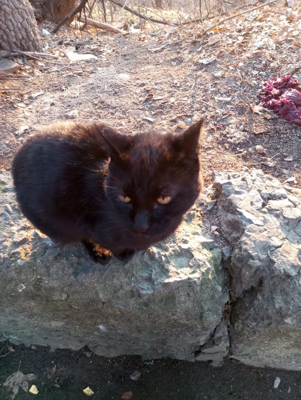 Пристройствается кот-потеряшка - Животные в Владивосток