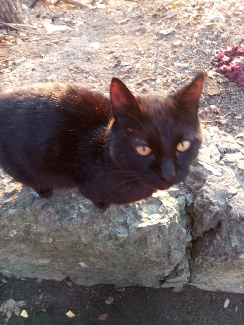 Пристройствается кот-потеряшка - Животные в Владивосток - фото 2