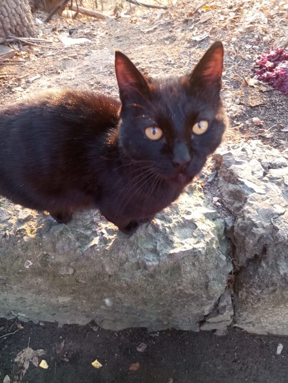 Пристройствается кот-потеряшка - Животные в Владивосток - фото 3