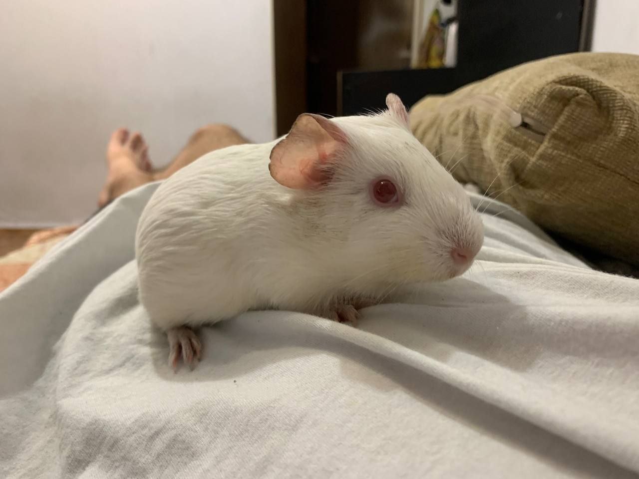 Продажа морских свинок и клетки - Животные в Владивосток