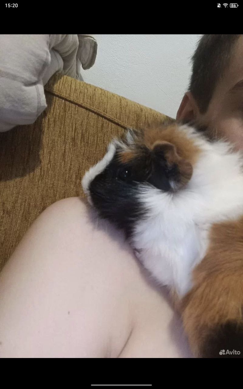 Продажа морских свинок и клетки - Животные в Владивосток - фото 2