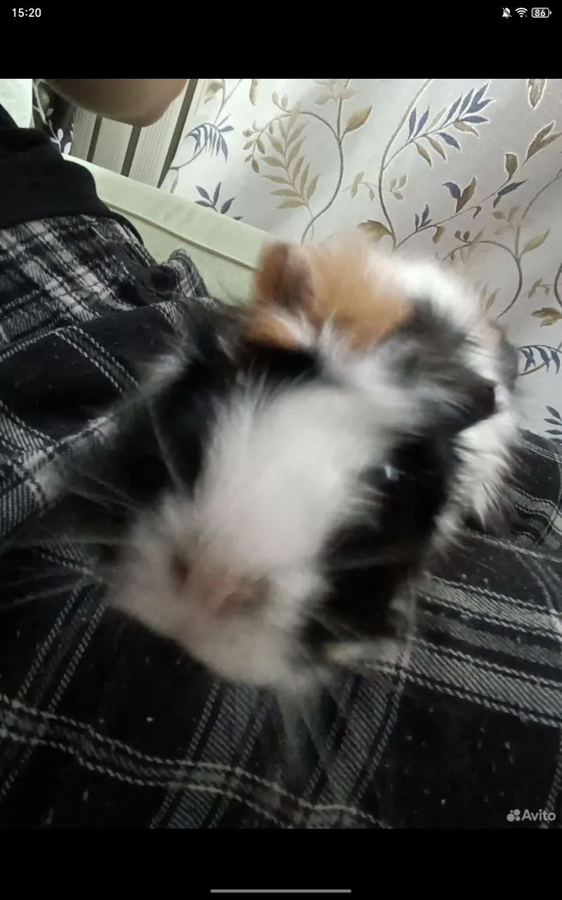 Продажа морских свинок и клетки - Животные в Владивосток - фото 3