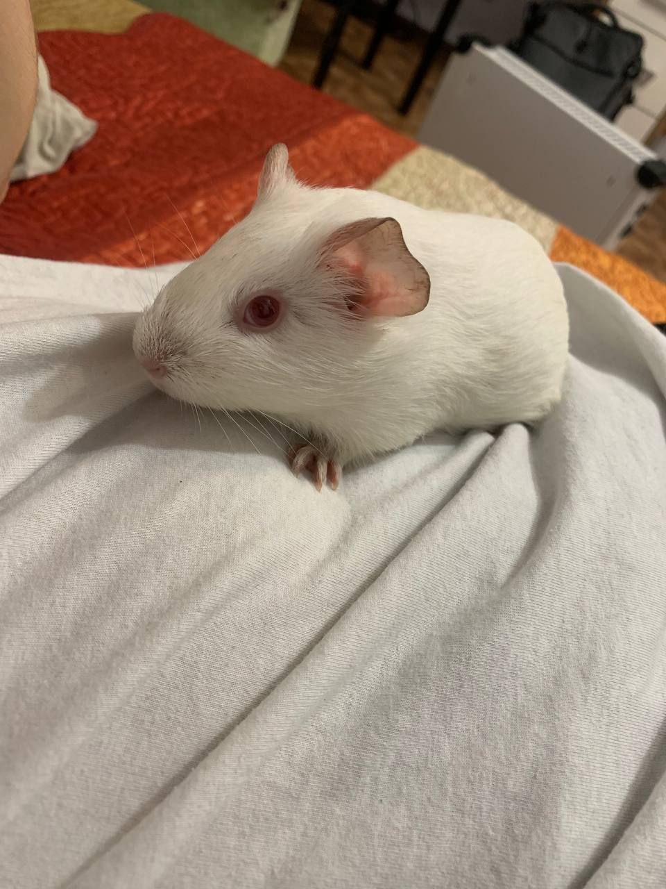 Продажа морских свинок и клетки - Животные в Владивосток - фото 4