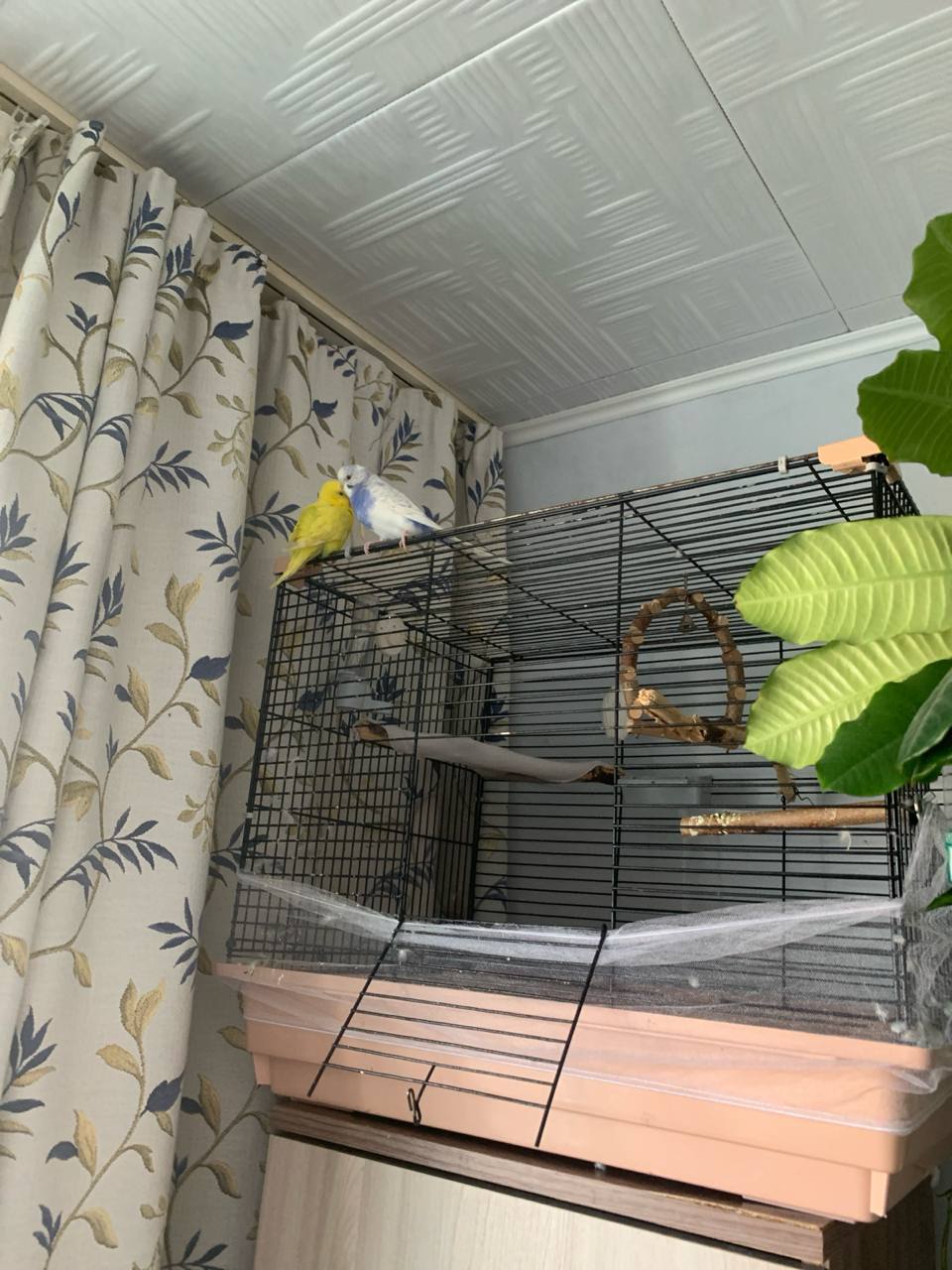 Продам попугаев с клеткой - Животные в Владивосток