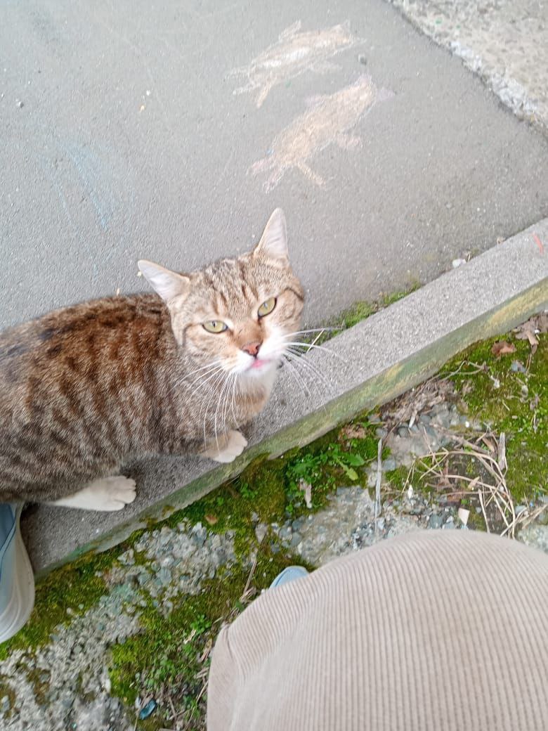 Ищет дом самый ласковый котик-мурлыка - Животные в Владивосток