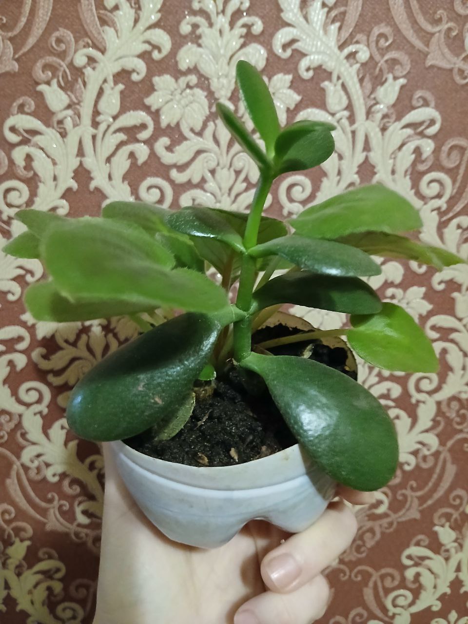 Фиалка с ростком денежного дерева - Хобби и отдых в Владивосток